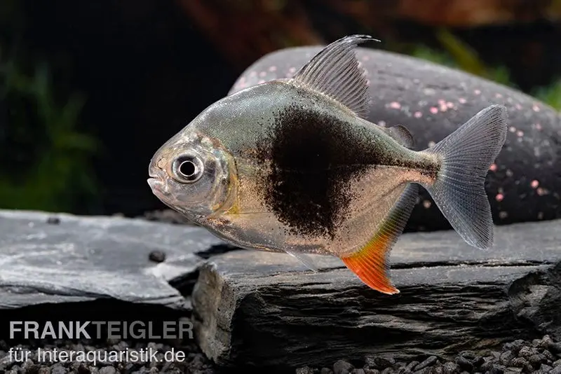 Blackberry Silver Dollar, Myleus sp. Blackberry