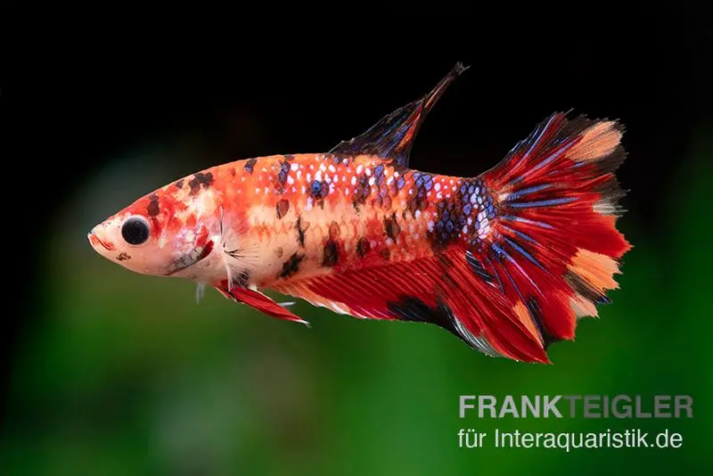 Halfmoon Kampffisch Koi Weibchen, Betta Halfmoon Koi Fancy, NZ 