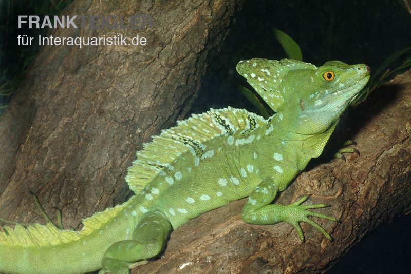 Stirnlappenbasilisk, Basiliscus plumifrons, gemischt