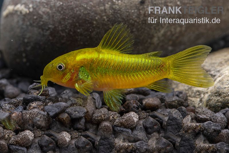 Grüngestreifter Panzerwels, Corydoras venazuelanus "Green stripe"  CW09