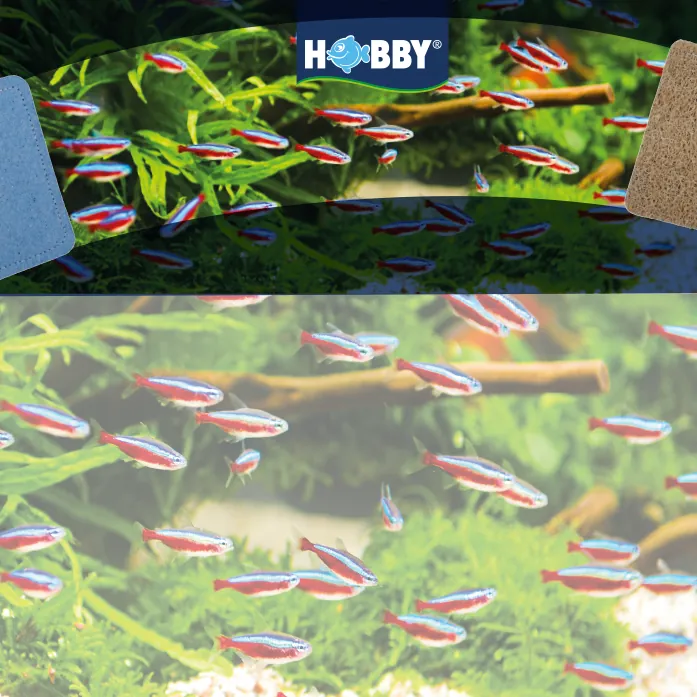 Buntes Aquarium-Motiv: viele rote und blaue Neonsalmler schwimmen vor dichtem Grün, HOBBY-Logo oben mittig