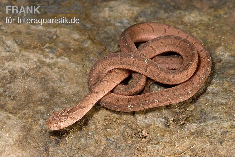 Gansi-Eierschlange, Dasypeltis gansi