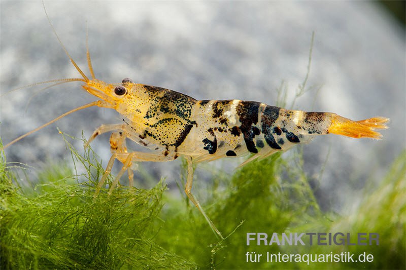 TiBee-Garnele schwarz, Tigerbiene, Caridina spec.