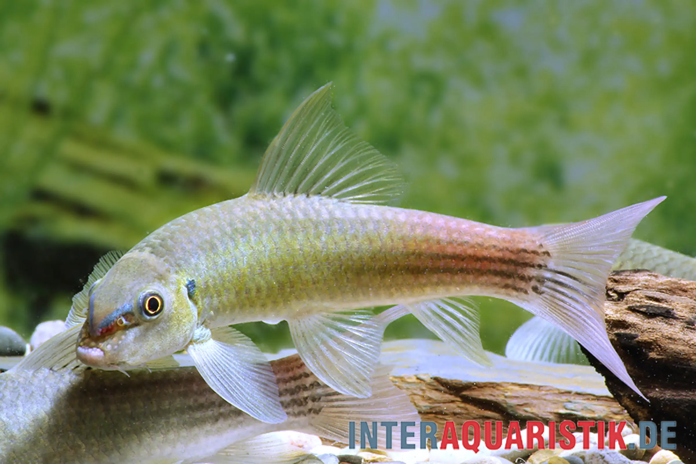 Regenbogen-Garra, Garra panitvongi