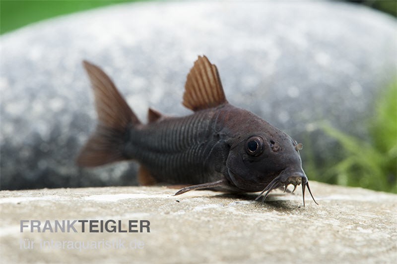 Schwarzer Metallpanzerwels, Corydoras aeneus BLACK VENEZUELA, DNZ!