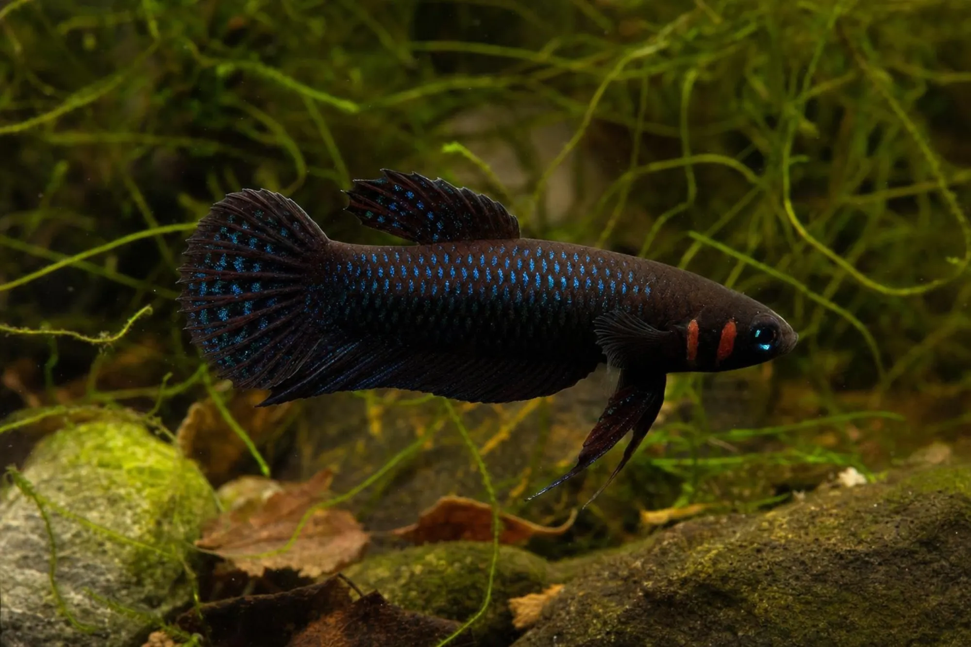 Hendra-Kampffisch „Palangka Raya“, Betta hendra