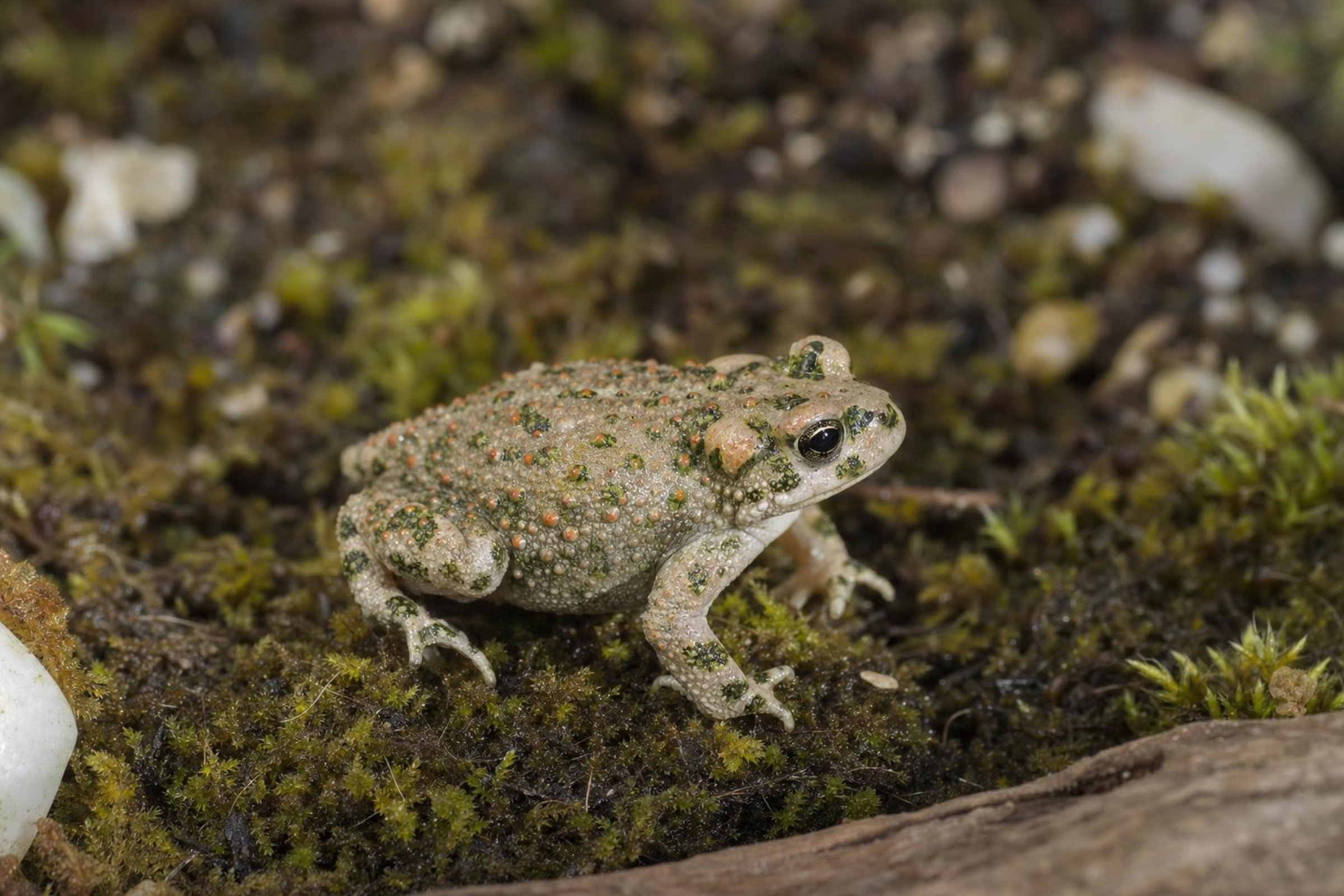 Brongersma-Kröte, Bufo brongersmai