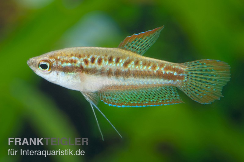 Knurrender Zwerggurami, Trichopsis pumilus (Minifisch)