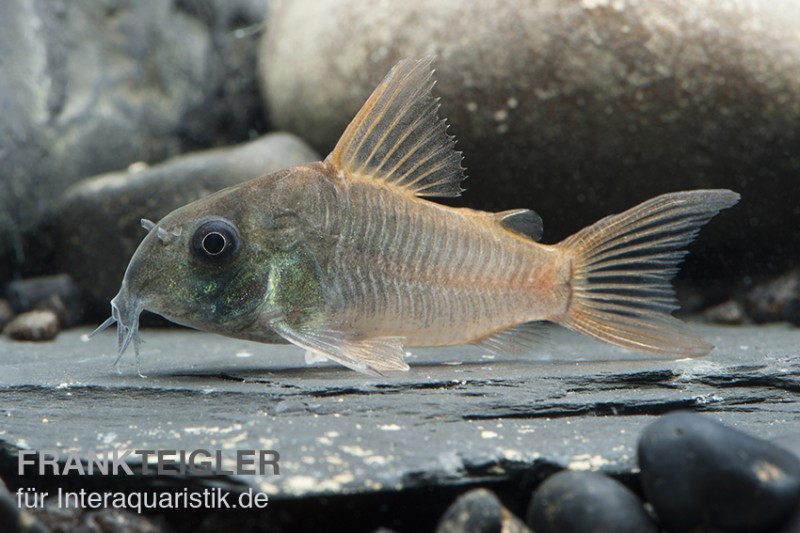 Einfarbiger Panzerwels, Corydoras concolor