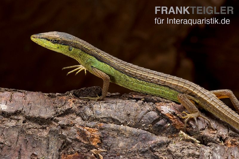 Sechsstreifen-Langschwanzeidechse, Takydromus sexlineatus