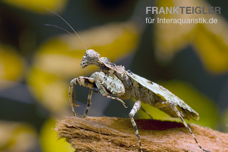 Rindenmantis, Theopompa servillei