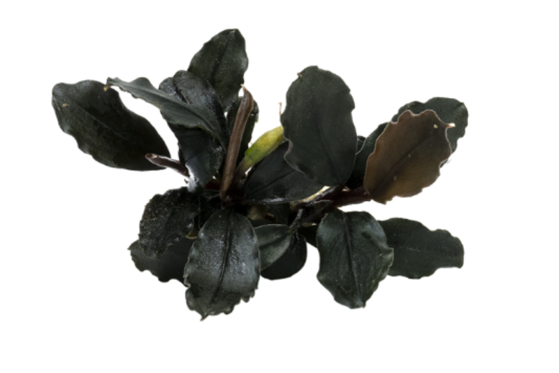 Bucephalandra brownie "Ghost Ulu Kapus", im Topf