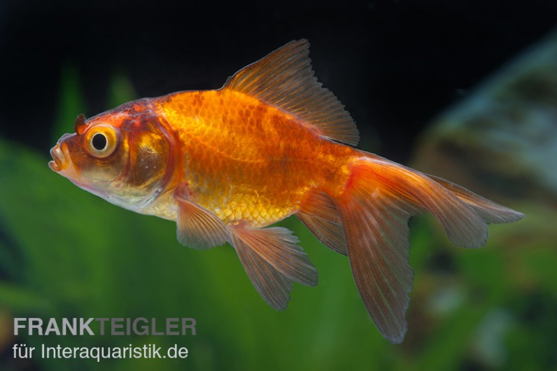 Schleierschwanz rot-schwarz, Carassius auratus (Kaltwasser)