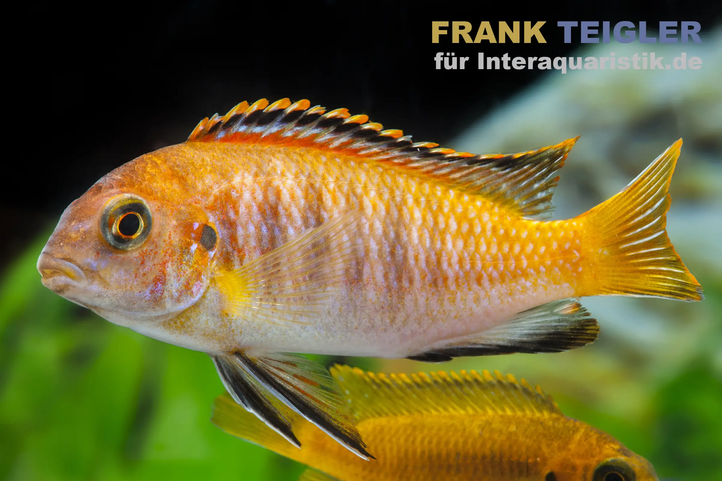 Chilumba Schabemaulbuntbarsch, Labeotropheus trewavasae chilumba