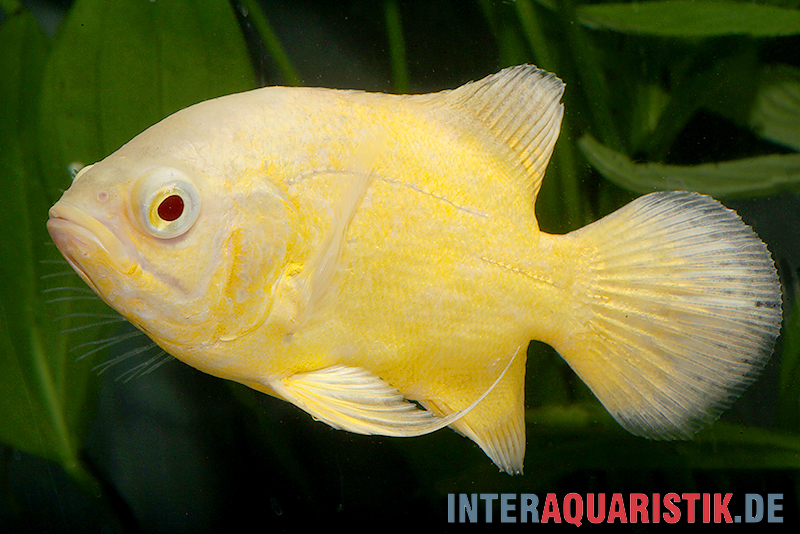 Gelber Oscar, Astronotus ocellatus