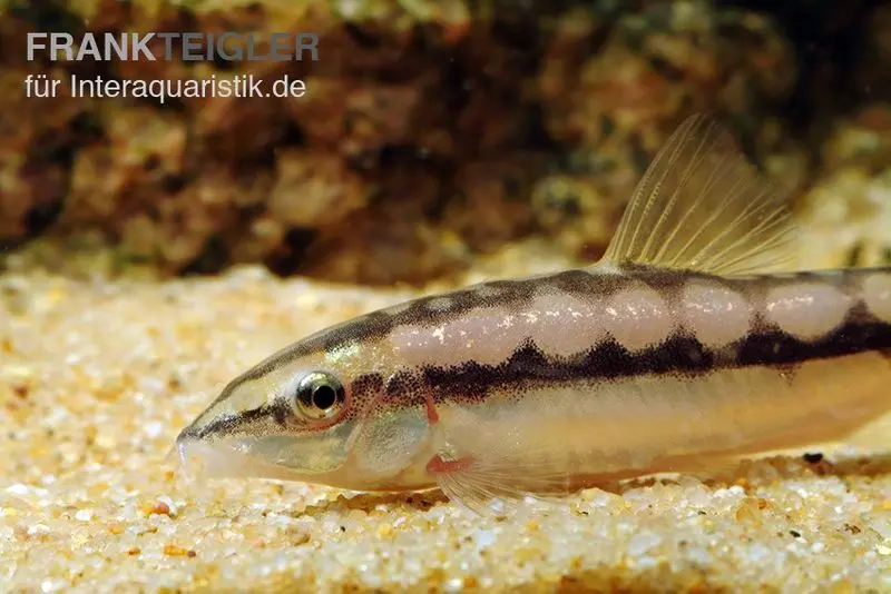 Schachbrettschmerle, Botia sidthimunki