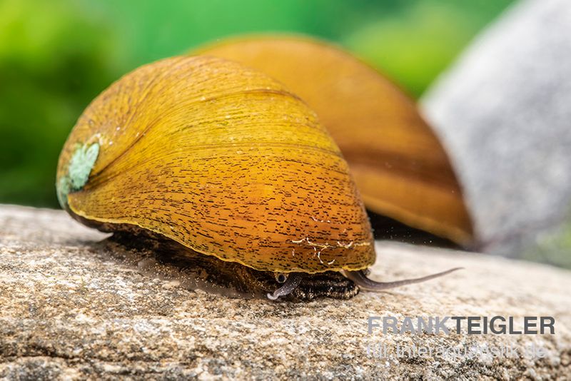 Grüne Algenrennschnecke, Neritina puligera var. green