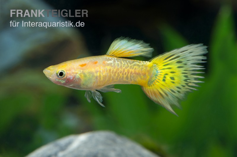 Guppy Cobra gelb, Poecilia reticulata, Männchen