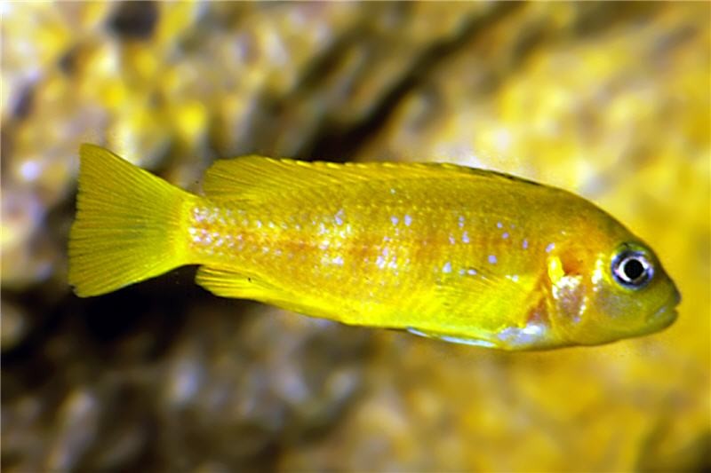 Saulosi Zebramaulbrüter, Pseudotropheus saulosi, DNZ