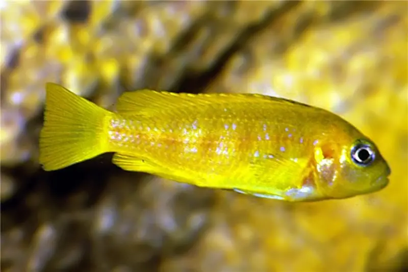 Saulosi Zebramaulbrüter, Pseudotropheus saulosi, 4-5 cm
