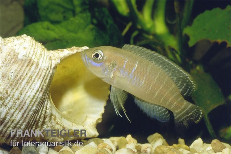 Gestreifter Schneckenbuntbarsch, Neolamprologus multifsciatus, DNZ