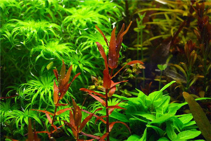 Dichtblättrige Rotala, Rotala macrandra, In Vitro