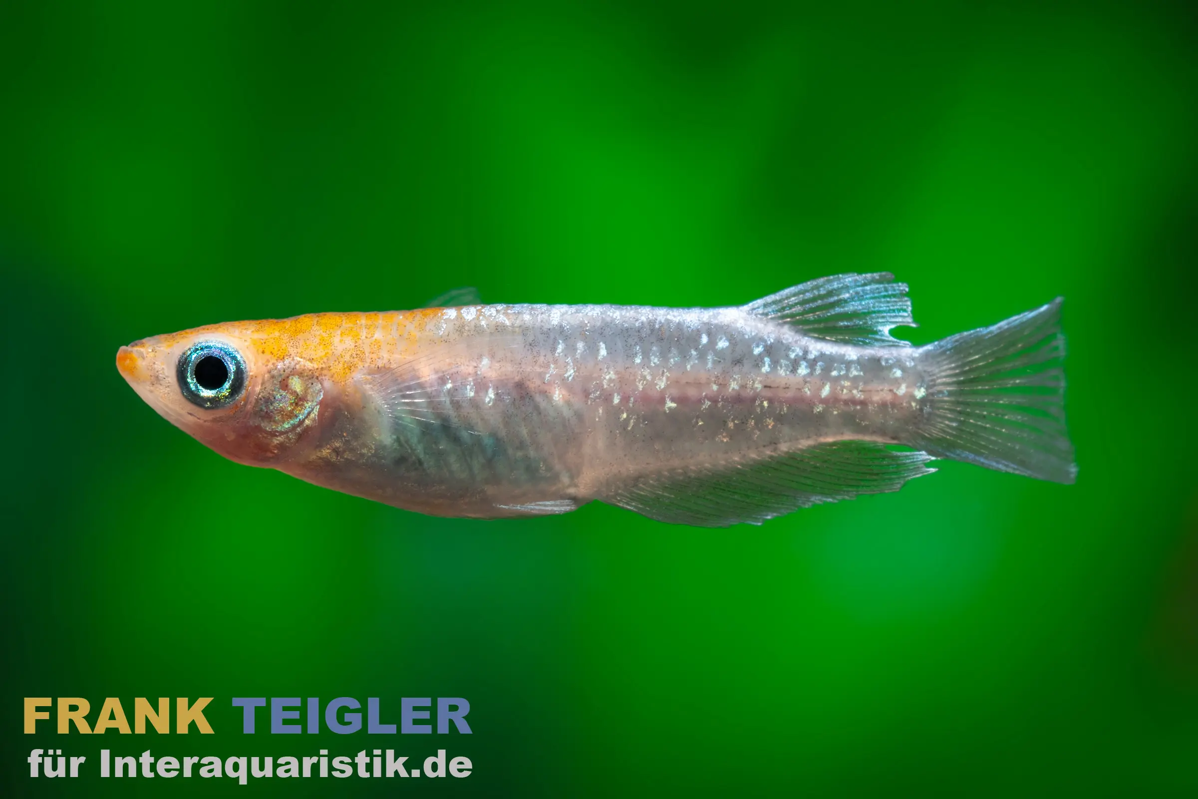 Medaka Sternenstaub Rot, Oryzias latipes Stardust Red