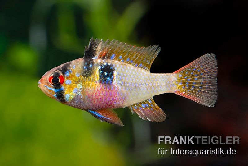 Südamerikanischer Schmetterlingsbuntbarsch XL, Mikrogeophagus ramirezi, paarweise