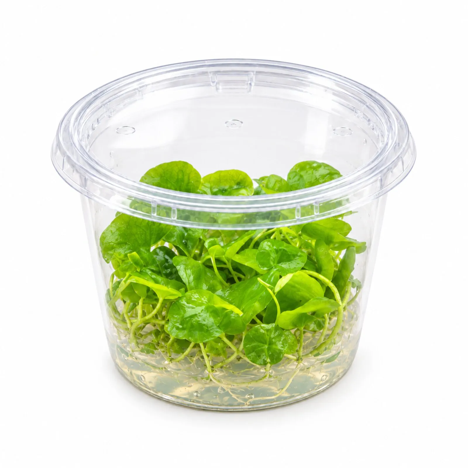 Flipper-Lotus, Nymphoides sp. "Taiwan", In Vitro