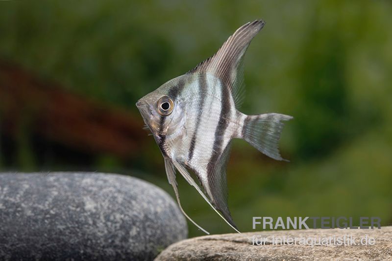 Rio Nanay Peru Skalar, Pterophyllum scalare "Rio Nanay"