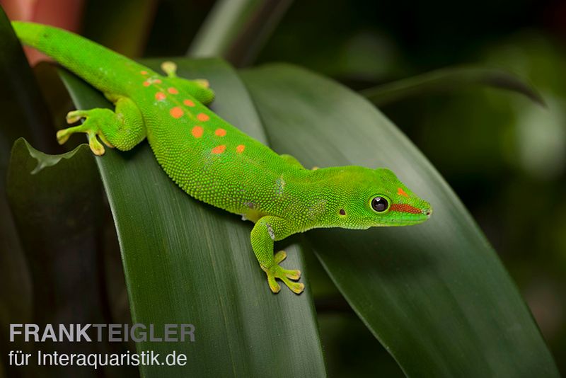 Grosser Madagaskar Taggecko, Phelsuma mad. grandis DNZ