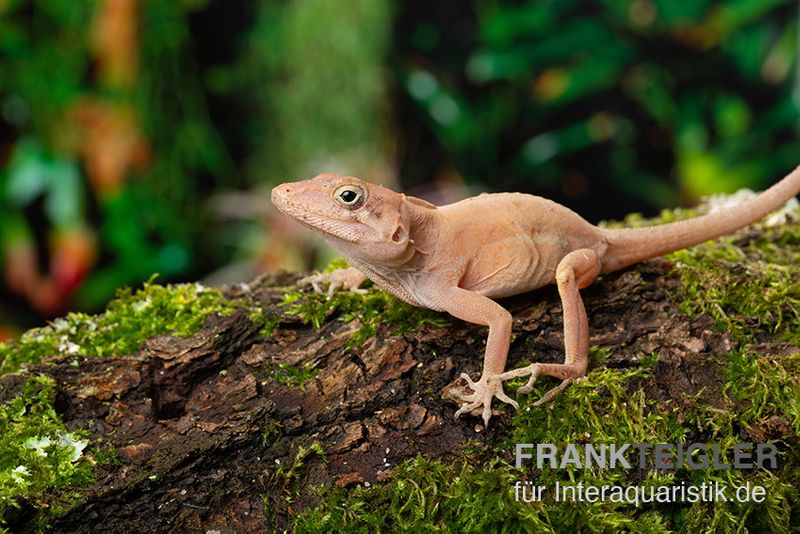 Dickkopfanolis, Anolis cybotes, Paar