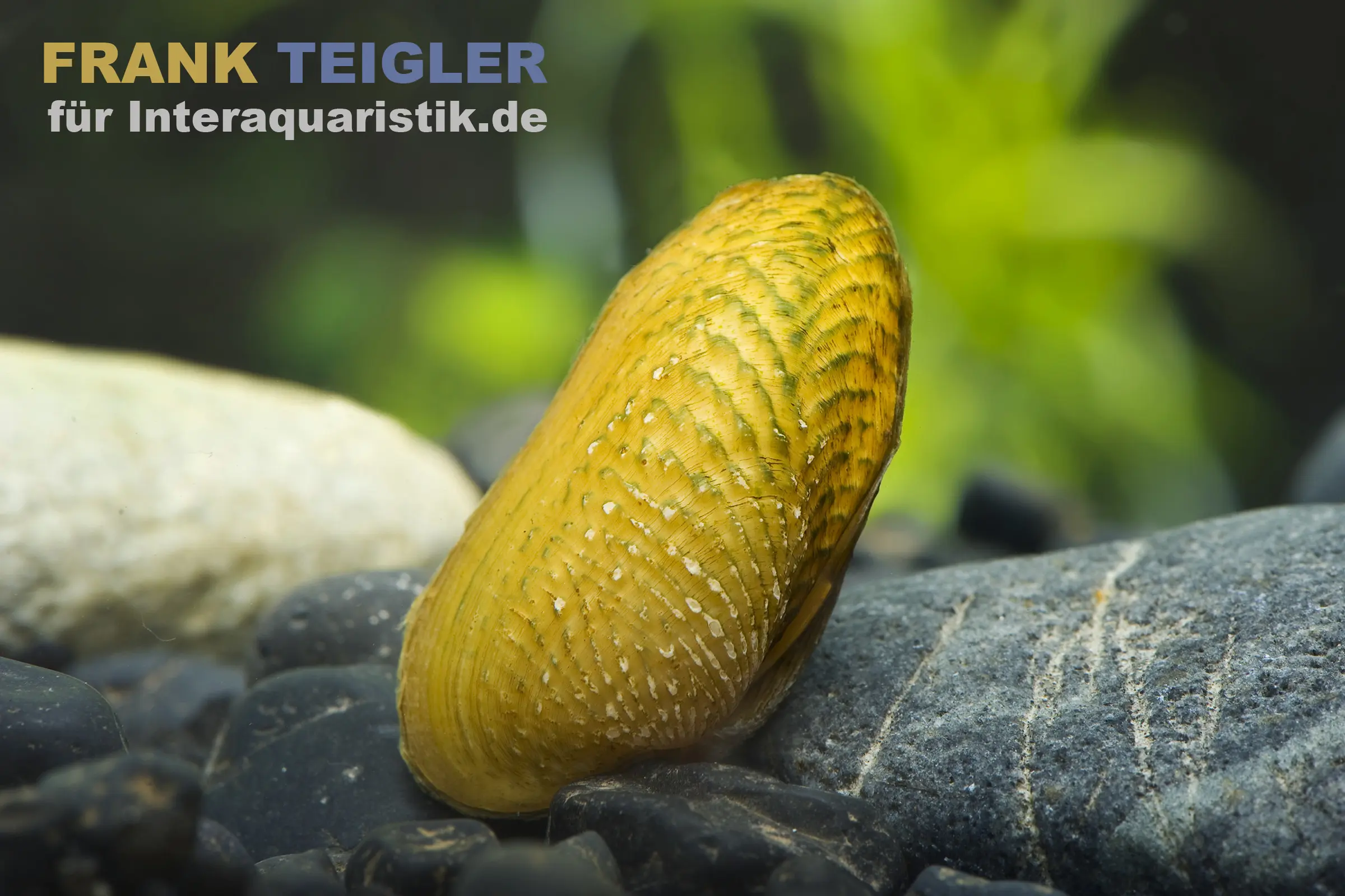 Ornamentmuschel, Scabies crispata