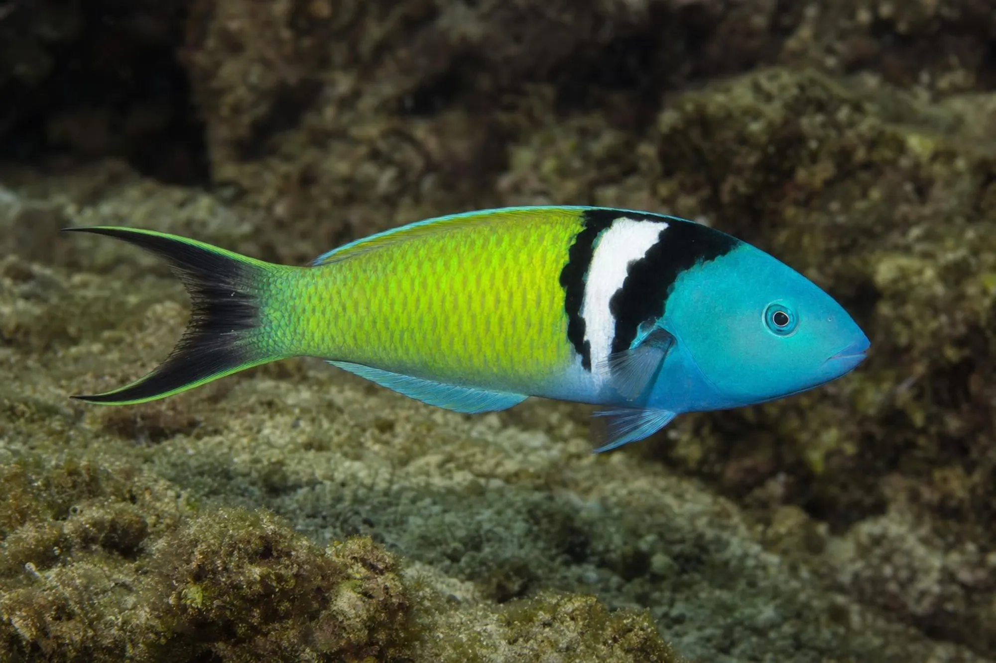 Blaukopf-Junker, Thalassoma bifasciatum