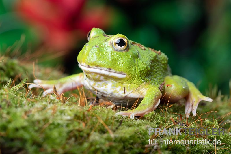 Matcha Pacman-Frog, Ceratophrys cranwelli "Matcha"