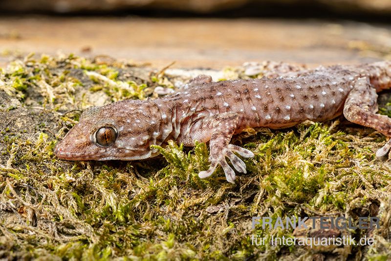 Sierra Leone Mauergecko, Tarentola parvicarinata