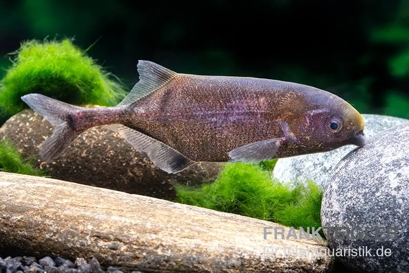 Rundnasen-Zwergnilhecht, Pollimyrus isidori