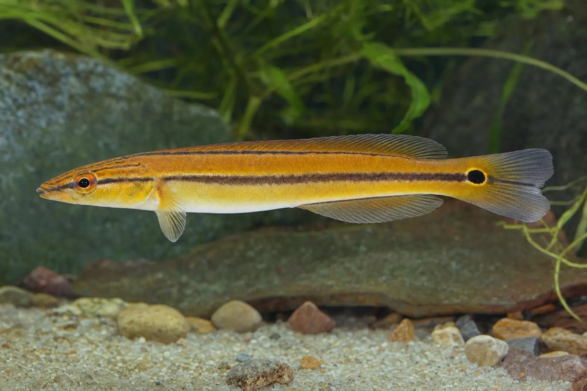 Hechtbuntbarsch „Rio Xingu I Orange“, Lugubria sp.