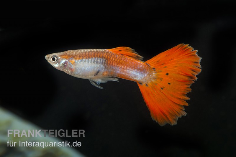 Guppy neonrot, Poecilia reticulata, Guppy Männchen