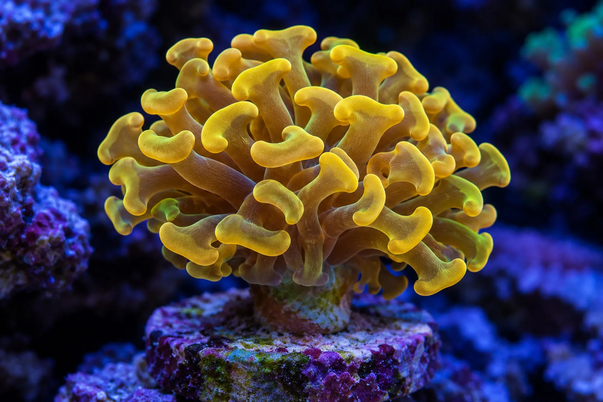 Hammerkoralle „Gold“ (Nachzucht), Fimbriaphyllia paraancora, 1 Polyp