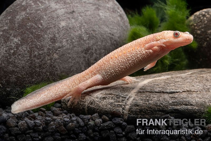 Spanischer Albino-Rippenmolch, Pleurodeles waltl albino