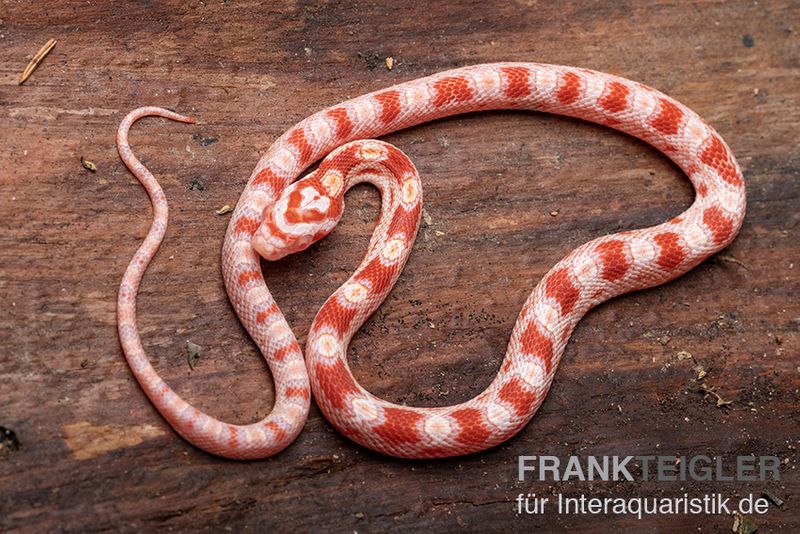 Kornnatter, Pantherophis guttatus AMEL