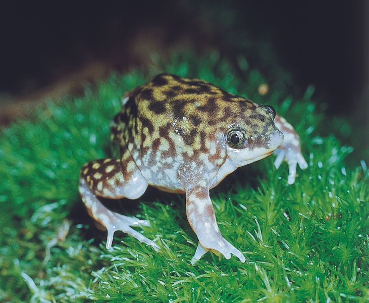 Ferkelfrosch, Hemisus marmoratus