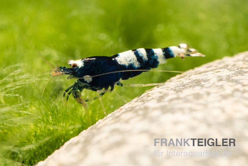 Black Pinto Garnele Mix, Caridina spec. Black Pinto Taiwan