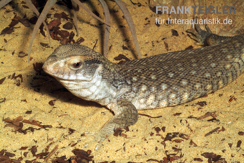 Steppenvaran, Varanus exanthematicus