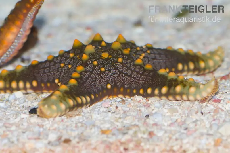 Grüner Noppenseestern, Pentaceraster mammillatus
