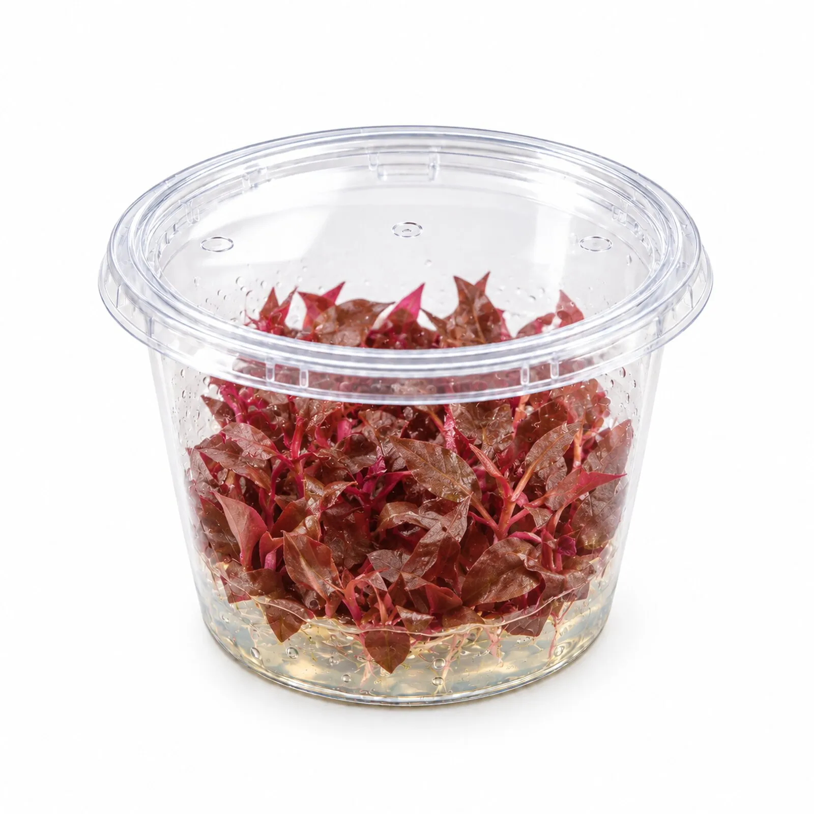 Lila Papageienblatt, Alternanthera reineckii "Lila", In Vitro