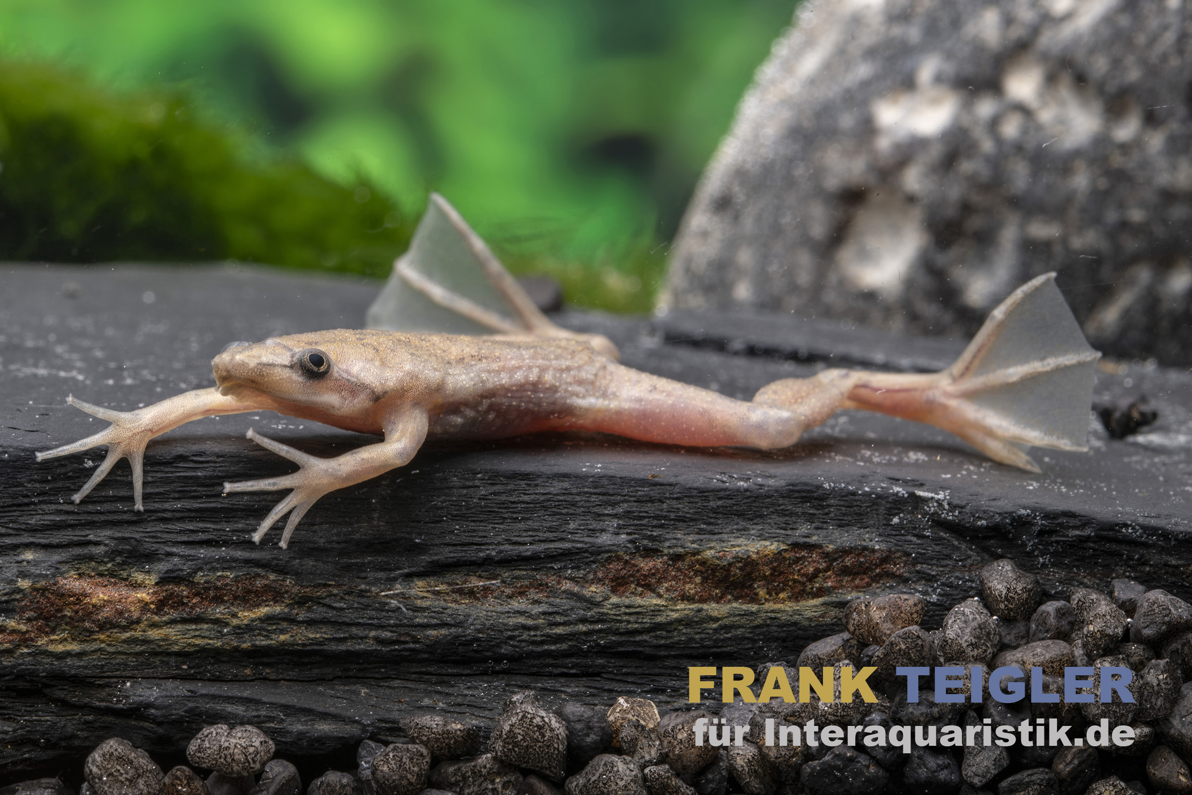 Zwergwabenkröte, Pipa carvalhoi, Rarität