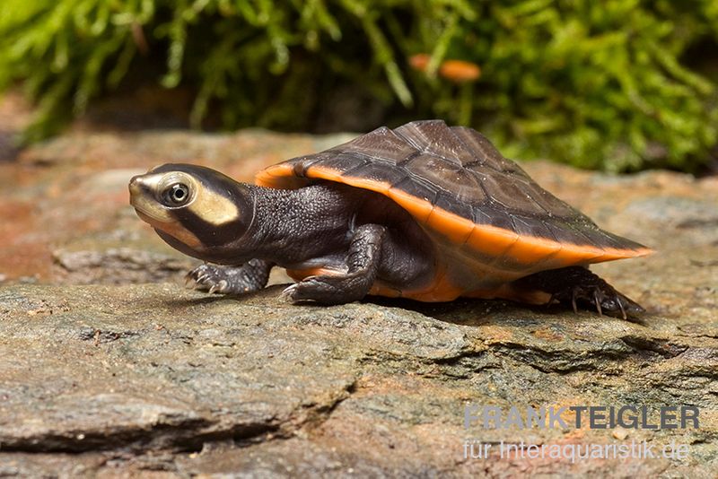 Rotbauch-Spitzkopfschildkröte, Emydura subglobosa 