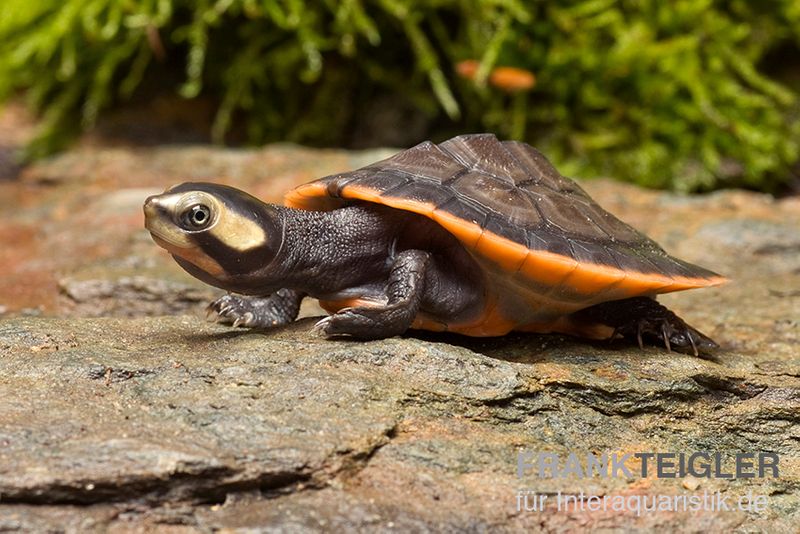 Rotbauch-Spitzkopfschildkröte, Emydura subglobosa FZ